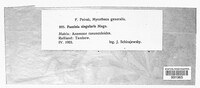 Puccinia singularis image